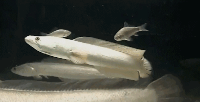 龍魚和烏魚哪個(gè)刺少一點(diǎn):龍利魚和烏魚的區(qū)別 龍魚百科 第3張 龍魚和烏魚哪個(gè)刺少一點(diǎn):龍利魚和烏魚的區(qū)別 龍魚和烏魚哪個(gè)刺少一點(diǎn):龍利魚和烏魚的區(qū)別 龍魚百科 第3張