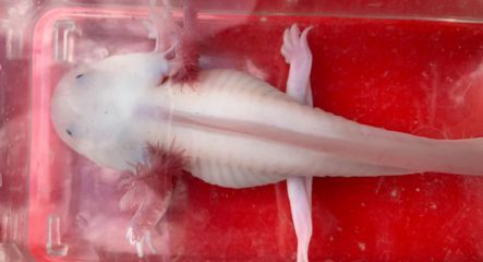 龍魚怎么喂食凍魚肉：喂食凍魚肉給龍魚的健康和生長至關重要，有其特定的處理和喂食方法