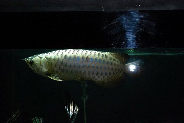 金龍魚苗多久能長到15cm？