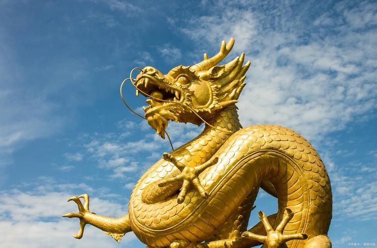能提供更多金龍圖片嗎？ 能提供更多金龍圖片嗎？ 龍魚(yú)百科 第18張