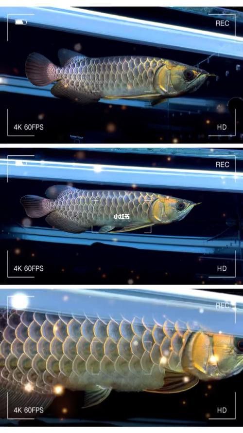 給我一張藍底過背金龍魚圖片