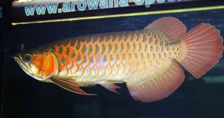 巴龍魚(yú)是什么魚(yú)：關(guān)于巴龍魚(yú)的問(wèn)題