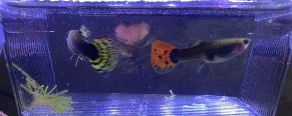 新加坡紅龍魚和馬來西亞紅龍魚區(qū)別圖片：新加坡紅龍魚與馬來西亞紅龍魚的區(qū)別 新加坡紅龍魚和馬來西亞紅龍魚區(qū)別圖片：新加坡紅龍魚與馬來西亞紅龍魚的區(qū)別 龍魚百科 第2張