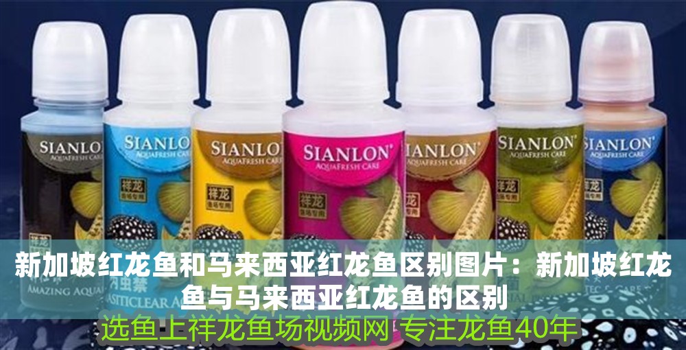 新加坡紅龍魚和馬來西亞紅龍魚區別圖片：新加坡紅龍魚與馬來西亞紅龍魚的區別