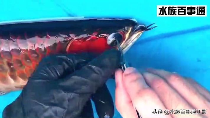 龍魚割雙眼皮視頻：關于“龍魚割雙眼皮”的視頻是不存在的，龍魚割雙眼皮是不存在的