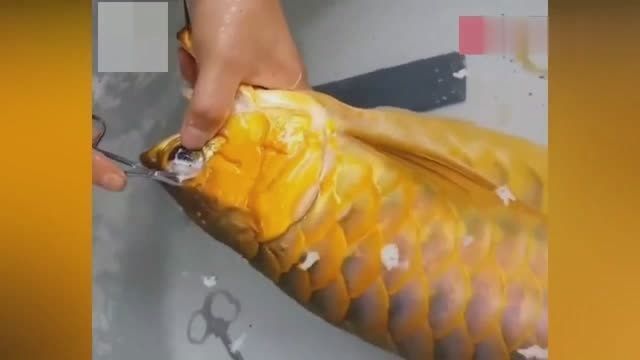 龍魚割雙眼皮視頻：關(guān)于“龍魚割雙眼皮”的視頻是不存在的，龍魚割雙眼皮是不存在的
