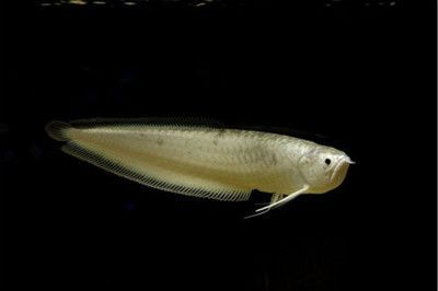 紅龍魚鰓蓋發的是黃色是不是就是橙龍：紅龍魚的鰓蓋發黃是橙龍嗎