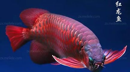 紅龍魚鰓蓋發的是黃色是不是就是橙龍：紅龍魚的鰓蓋發黃是橙龍嗎
