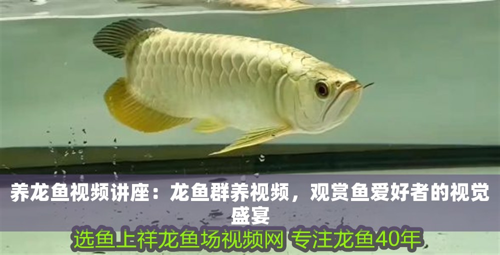 養龍魚視頻講座：龍魚群養視頻，觀賞魚愛好者的視覺盛宴