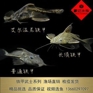 養龍魚視頻講座：龍魚群養視頻，觀賞魚愛好者的視覺盛宴