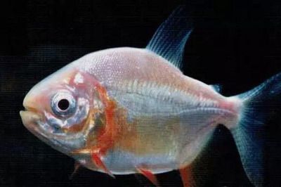 龍魚是冷水魚嗎為什么