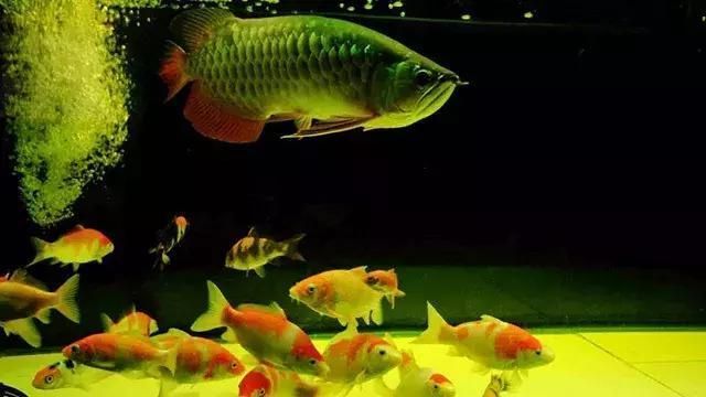 龍魚和錦鯉哪個(gè)好看