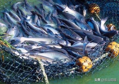 屬虎的可以養(yǎng)龍魚嗎：屬虎的人養(yǎng)金龍魚吉利嗎？風(fēng)水解析與養(yǎng)護(hù)指南