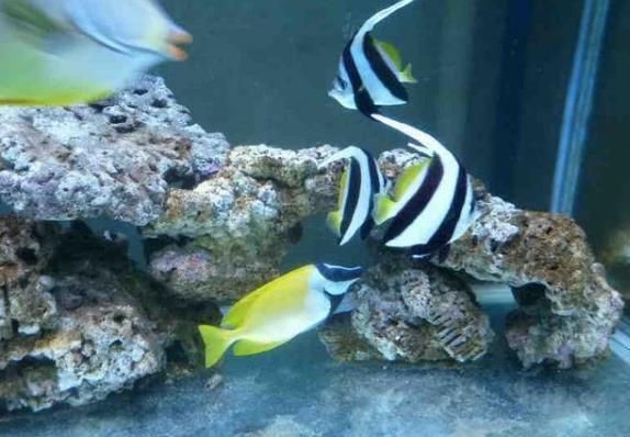 龍魚和關刀好養？