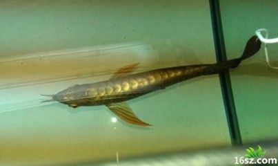 龍魚身體彎曲頭朝下：龍魚身體彎曲頭朝下怎么辦