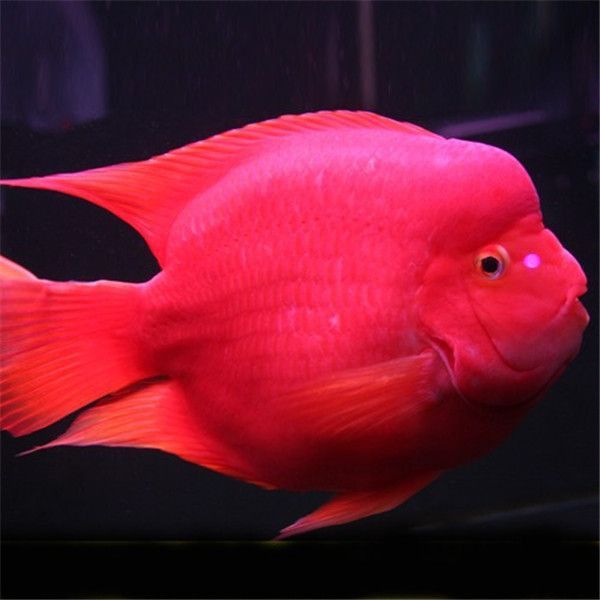 藍面財神魚是雜鯛還是純鯛
