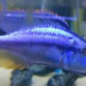 藍面財神魚是雜鯛還是純鯛