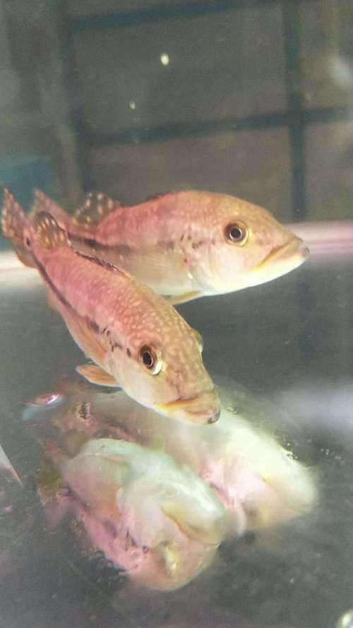 藍(lán)帆眼斑可以和龍魚混養(yǎng)嗎圖片