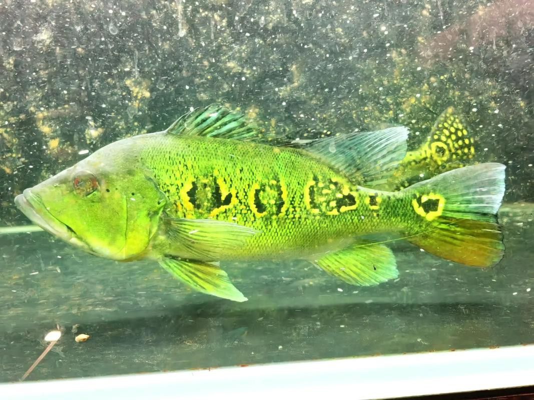 藍(lán)帆眼斑可以和龍魚混養(yǎng)嗎圖片