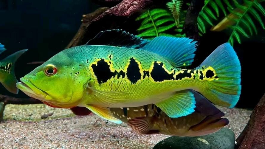 藍(lán)帆眼斑可以和龍魚混養(yǎng)嗎圖片
