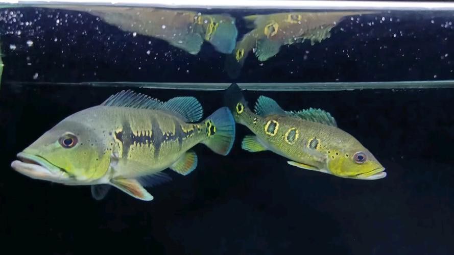 藍帆眼斑可以和龍魚混養嗎圖片