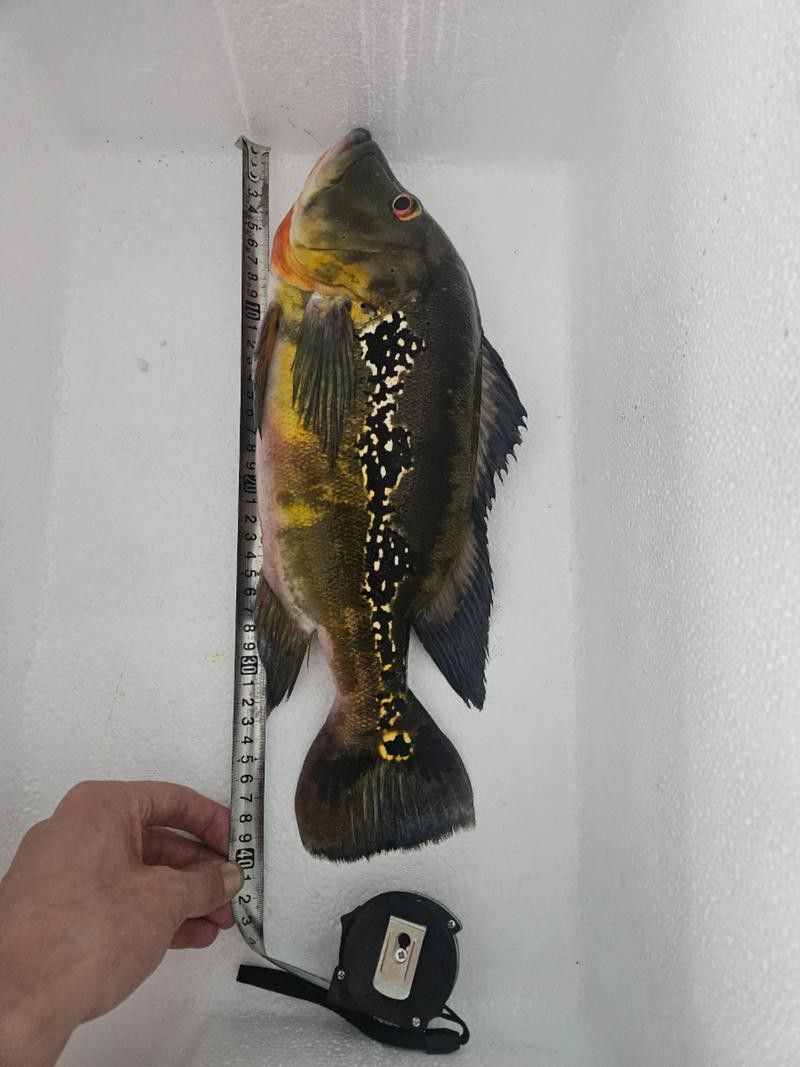 藍帆眼斑可以和龍魚混養嗎圖片