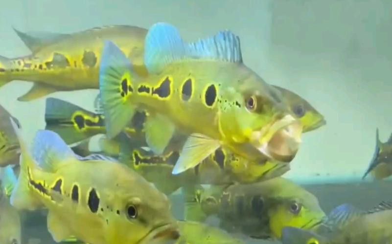 藍帆眼斑可以和龍魚混養嗎圖片