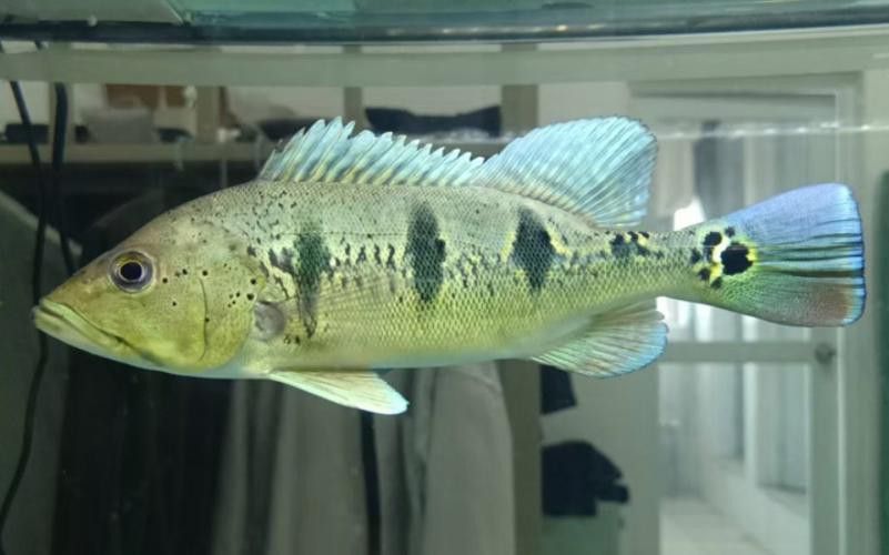 藍帆眼斑可以和龍魚混養嗎圖片