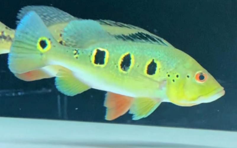 藍帆眼斑可以和龍魚混養嗎圖片
