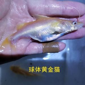 藍帆眼斑可以和龍魚混養嗎圖片