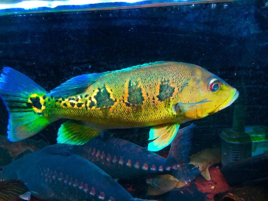 藍帆眼斑可以和龍魚混養嗎圖片