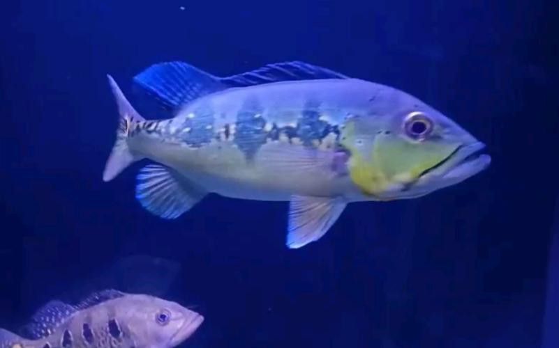 藍帆眼斑可以和龍魚混養嗎圖片