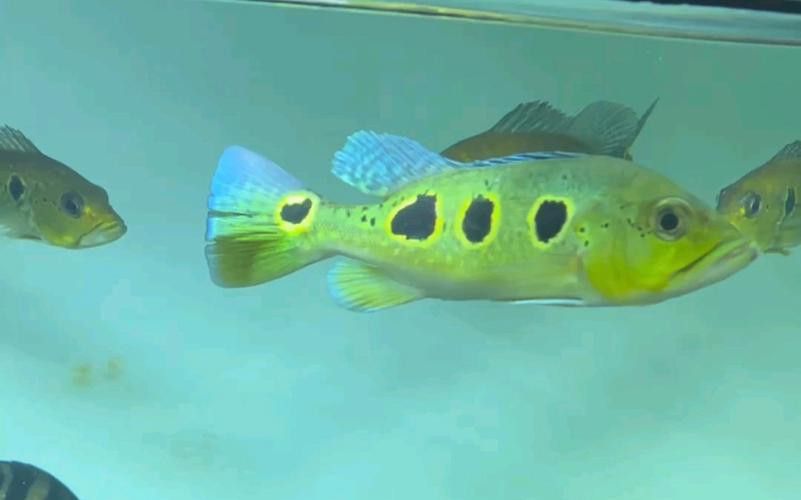 藍帆眼斑可以和龍魚混養嗎圖片