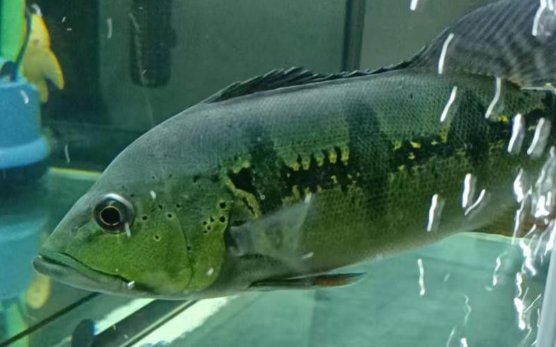 藍帆眼斑可以和龍魚混養嗎圖片