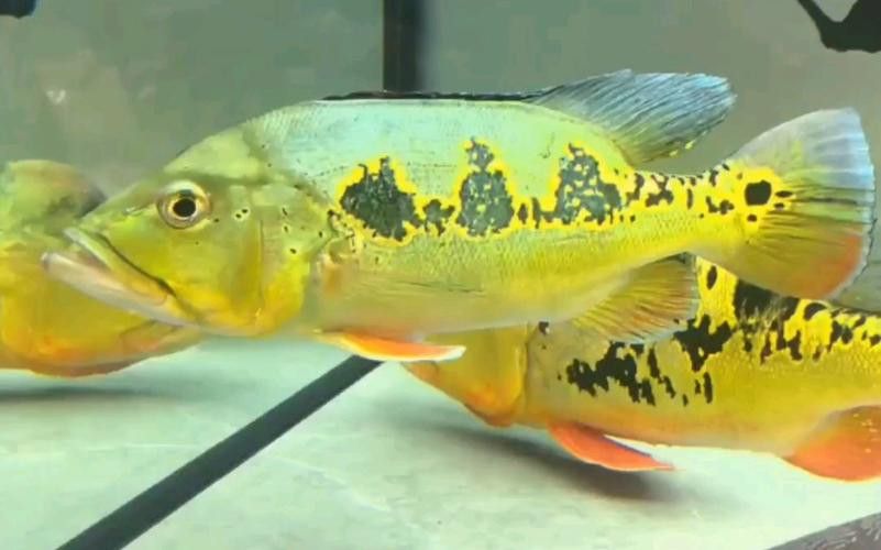 藍帆眼斑可以和龍魚混養嗎圖片