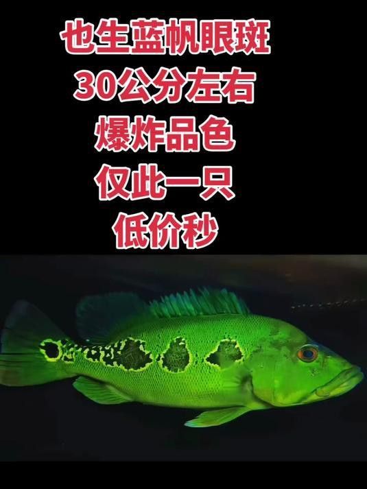 藍帆眼斑可以和龍魚混養嗎圖片