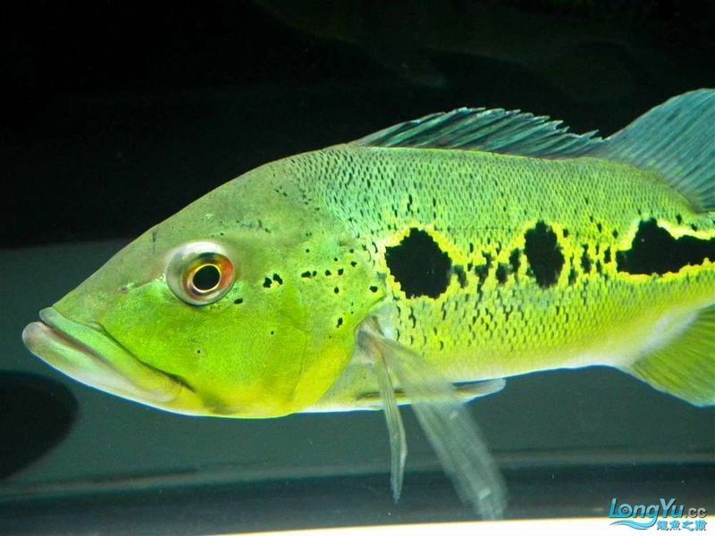 藍帆眼斑可以和龍魚混養嗎圖片