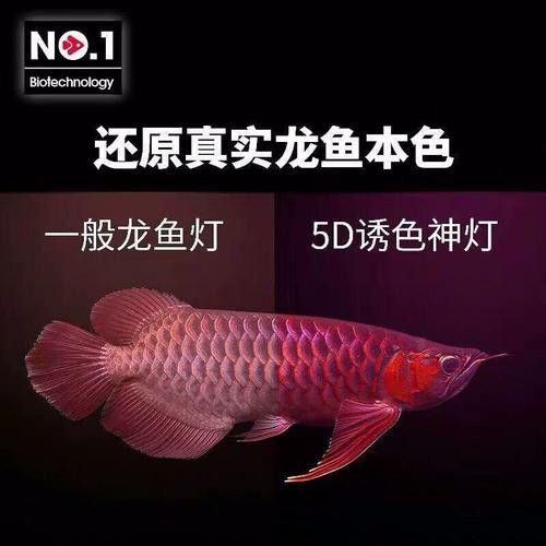 紅龍魚燈光位置示意圖片
