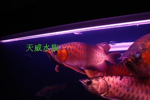 紅龍魚燈光位置示意圖片
