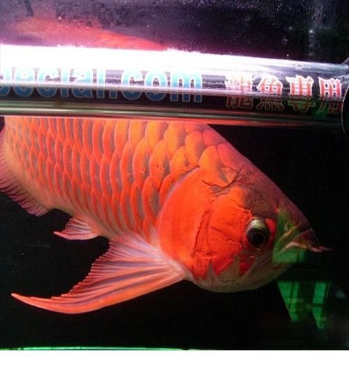 紅龍魚燈光位置示意圖片