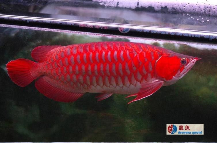 紅龍魚燈光位置示意圖片