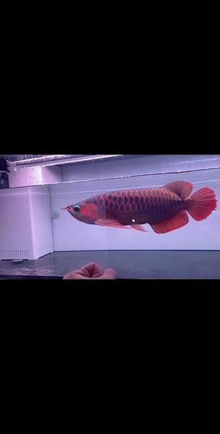 紅龍魚燈光位置示意圖片
