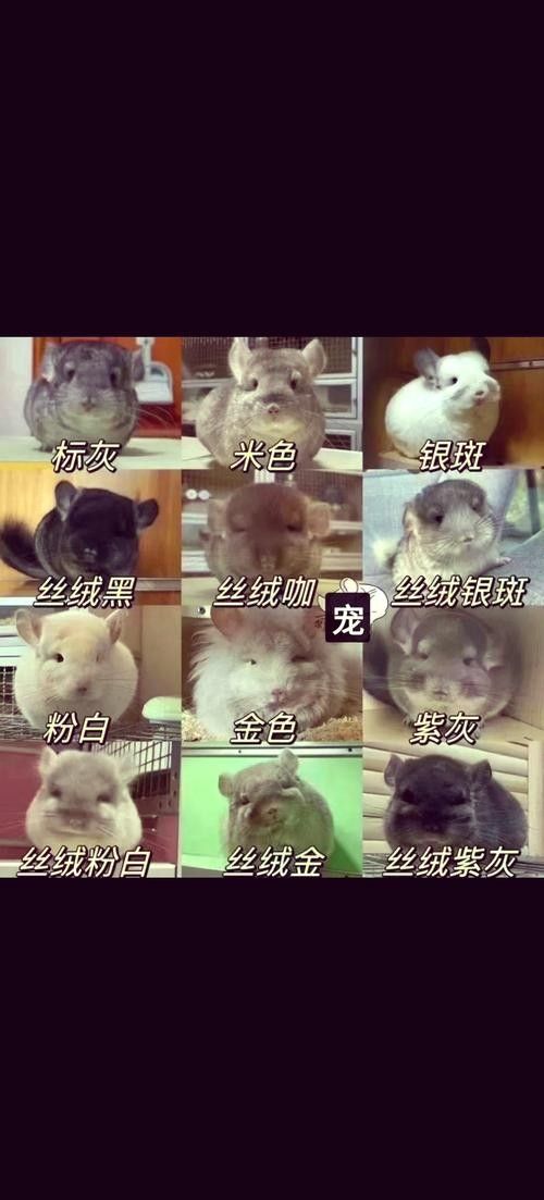 龍貓和荷蘭豬的價格差異大嗎? 龍魚百科 第4張 龍貓和荷蘭豬的價格差異大嗎? 龍貓和荷蘭豬的價格差異大嗎? 龍魚百科 第4張