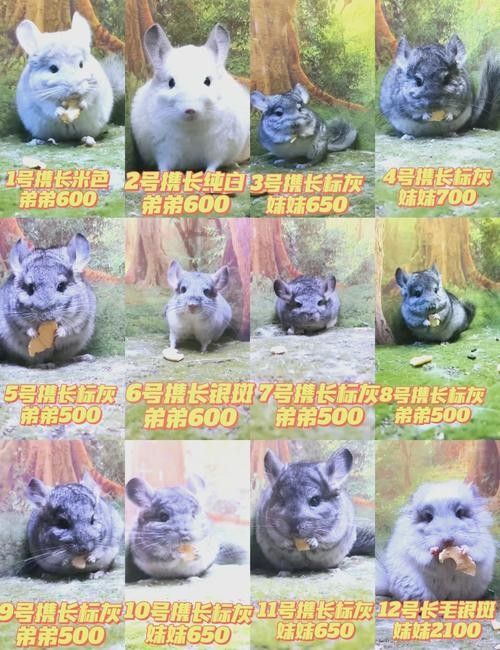 龍貓和荷蘭豬的價格差異大嗎? 龍魚百科 第6張 龍貓和荷蘭豬的價格差異大嗎? 龍貓和荷蘭豬的價格差異大嗎? 龍魚百科 第6張