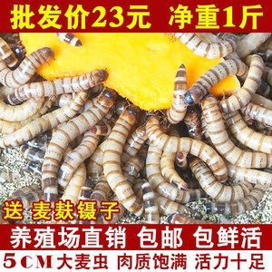 金龍魚能經長喂干黃粉蟲嗎【金龍魚的飼養方式】 龍魚百科 第4張 金龍魚能經長喂干黃粉蟲嗎【金龍魚的飼養方式】 金龍魚能經長喂干黃粉蟲嗎【金龍魚的飼養方式】 龍魚百科 第4張