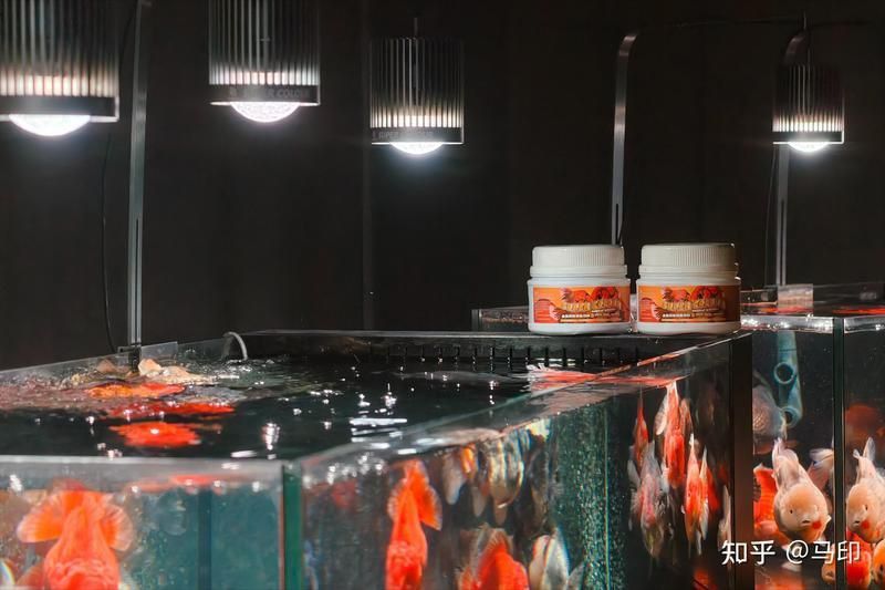 馬拉莫寶石喜歡怎樣的水質
