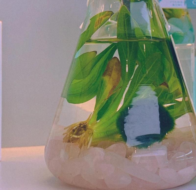 馬拉莫寶石喜歡怎樣的水質