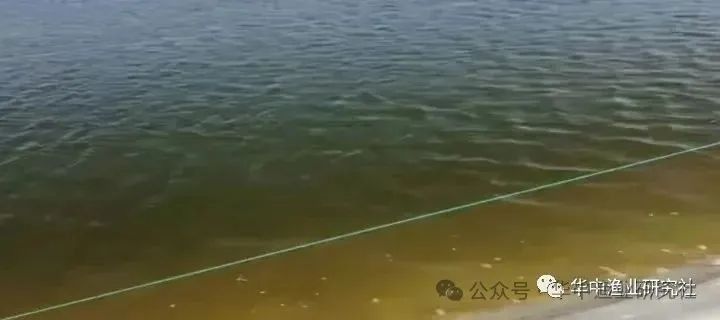 馬拉莫寶石喜歡怎樣的水質