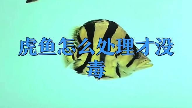 老虎魚怎么處理才沒毒 老虎魚怎么處理才沒毒 龍魚百科 第1張