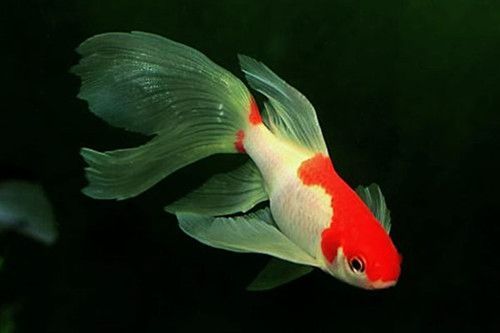 龍魚痘瘡病概述（關于龍魚痘瘡病的一些詳細信息）